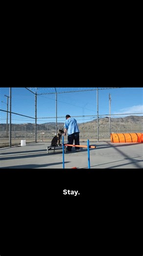 Pawsitive Change Program on Instagram: "We are proud of what these men and dogs achieve and our trainers challenge them each and every class. We want it to be a little bit hard because how will they grow if we’re not constantly pushing them towards new goals? And the dogs are ALWAYS up for each challenge. It’s so inspiring to watch what they can accomplish together! #marleysmutts #dogruescue #adopt #secondchance #rescuedog dontshopadopt"