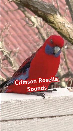 Rosella Call | Sound | Singing | Talking ❤️ 💛 #rosella