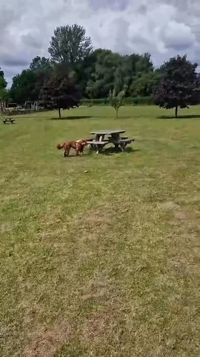 Bruno has done amazingly well with his recall 🤗 thanks to his owners hard work! He was really limited before training but you can clearly see him here, coming back after spotting a dog 🐶 I love seeing these clips ❤️ (Taken me a year to post 🤦🏼‍♀️) | Fawn Dog
