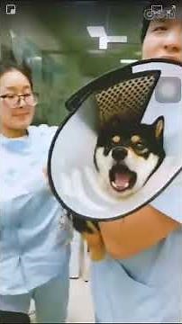 Voices made by dogs while getting a needle shot 😂