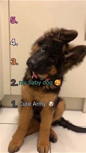 Ranking the Most Adorable Puppies Ever 🐶#puppies #cutepuppies #puppylove