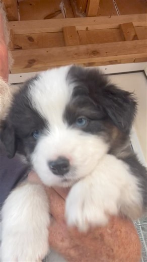 Wink ,Kiss and Paws 😉😘🐾🐾 #aussie #puppy #wink #kiss #paws #handsome #cutie #licks #australianshepherd #hank | Couple Berry Farms