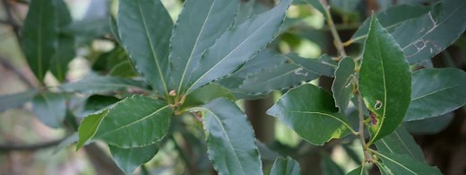 LE LAURIER SAUCE TOXIQUE OU PAS ? Monde Végétal - Monde Végétal