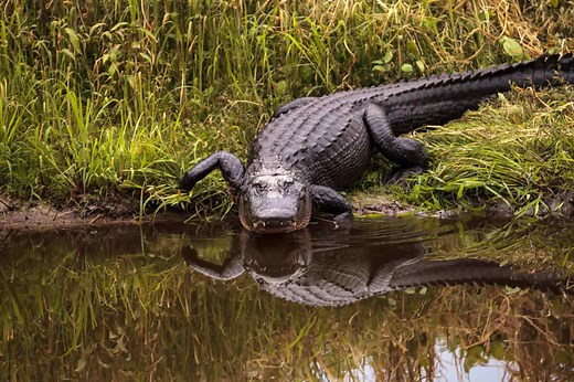 Alligators of the Mississippi: Hidden Dangers Beneath the Surface