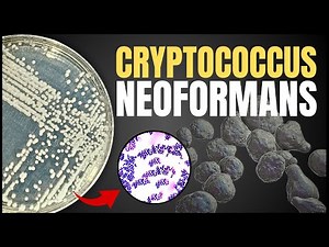 Cryptococcus neoformans Explained: Life Cycle, Pathogenesis, Diagnosis & Treatment | Mycology Lecs