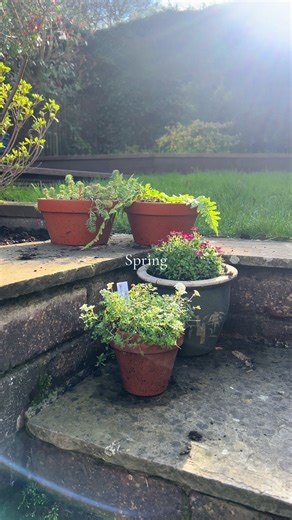 Snapshots of the last few days in my garden 🌸 all this beautiful springtime weather is so very needed after months of rain! #spring #gardening #ukgarden