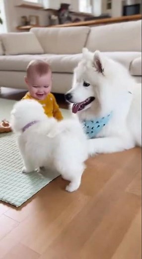 First Meeting: Baby & Samoyed Puppy 🐶👶
