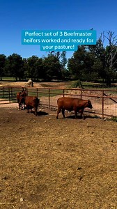 We’ve got a small group of 3 large frame Beefmaster heifers, bred 6 months—as gentle as they come.If you like them big, gentle, and red—this is the group for you.✅ Bred right and completely worked✅ Ready to turn out🚚 Shipping available💲 $3,250 each📍 Located in Fairfield, Texas📞 Call or text Bubba @ 903-388-4472📞 Para Español, llame o envíe un mensaje de texto a Ricardo al 903-644-6545Why Buy From Us?✔️ Rutherford Land and Cattle LLC is a brick-and-mortar business focused on animal health an