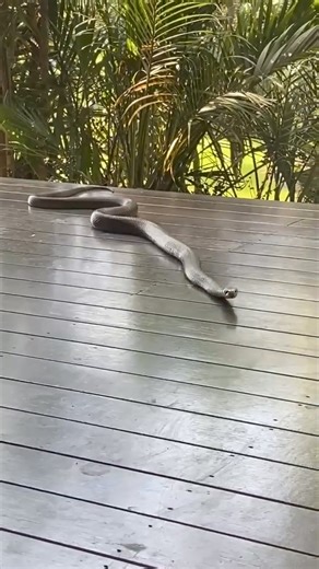 Eastern Brown Snakes comes right up to the window!! Crazy footage here of this stunning guy! Leave your best caption for this video down below. Best one gets pinned as our top comment! 🤣🐍 Remember to save our number and call anytime! 0409536000 or 0408545440 | Sunshine Coast Snake Catchers 24/7