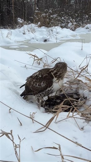 Walking up on a red tailed hawk that went after a duck i shot! Some great footage! #hunting