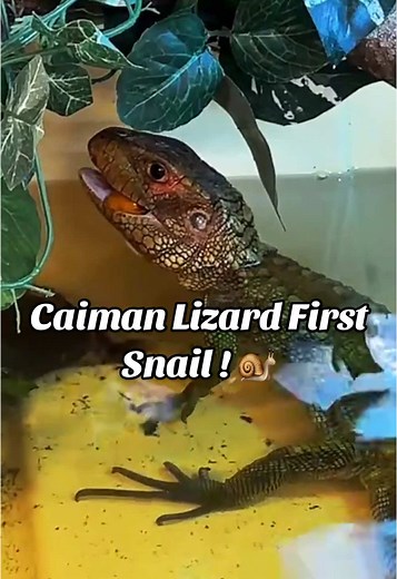 Caiman Lizard's First Experience Eating Snails