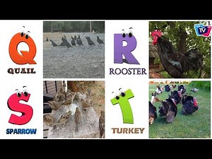 Kids ABC Song | Birds ABC Song for Kids | Phonics for Kids | Learn ABC | Baby | Alphabet Letters