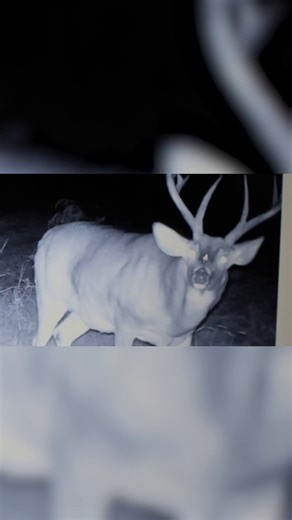 Angry buck named Mad Cow finally shows up at last light! Full video on Viral Outdoors Youtube. @mattbusbice | Matt Busbice