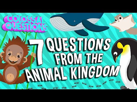 7 WILD Animal Facts Explained | COLOSSAL QUESTIONS