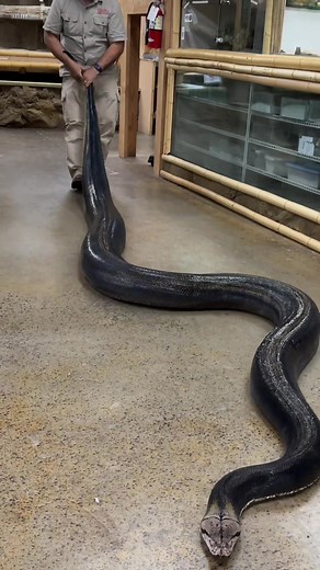 This giant reticulated python is over 20ft long! I’ve been working with retics for over 35 years now, and I’ve been living the dream ever since! #reticulatedpython #python #giant #snake #reptile #lover