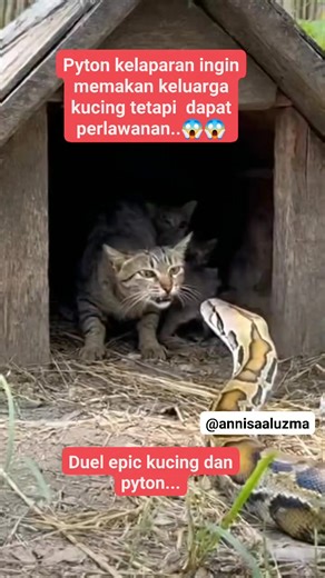 Duel sengit pyton dan kucing.. #cat #snake #pyton #movie #hewanliar #hewanpeliharaan | Annisa Al Uzma
