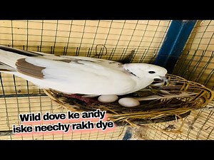Wild dove ke andy iske neechy rakh dye | wild dove eggs 🥚 | pets vlog