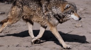 Wild wolves sprinting around their zoo habitat in slow motion, showcasing their powerful strides and instinctive energy.