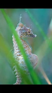 564K views · 9.1K reactions | Seahorse #animals #animalworld #seahorse | Animal Documentary | Facebook