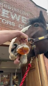Thirsty Thursday here at Robinsons brewery. What’s your favourite pint??? 🍻 🐴 | Robinsons Shire Horses