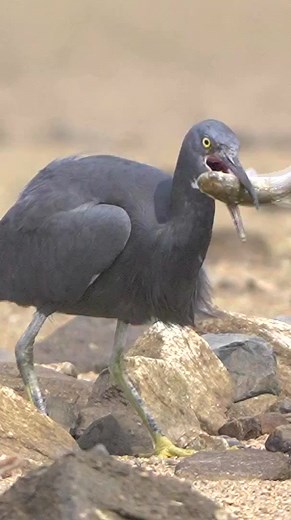 91K views · 609 reactions | Reef - Heron Bird life. #birds #birdlife #wild #wildbird #wildlife #birdphotography #birdsofinstagram #birdlovers #reelsvideo #virals #fypシ゚ #nature #naturephotography | Beautiful Birds | Facebook