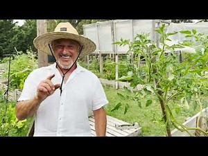 Update on my Veggie Garden