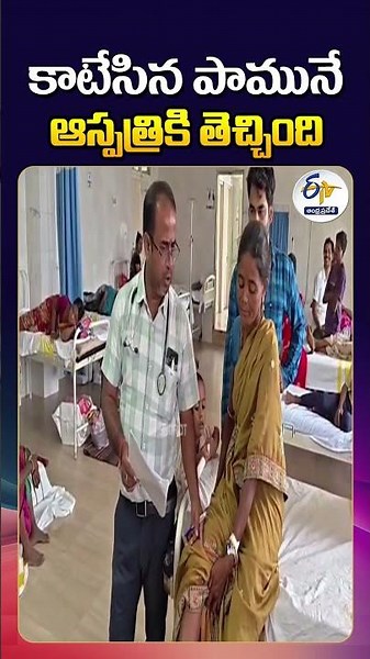 Woman Takes Snake to Hospital After Russell's Viper Bite in Odisha
