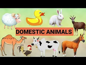 Domestic animals for nursery to class 1/ farm animals