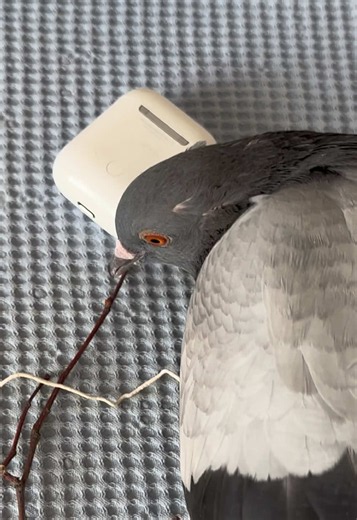 Pet pigeon still sitting on egg — will a baby hatch?