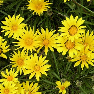 Gazania linearis Colorado Gold, Colorado Gold Treasure Flower | High Country Gardens