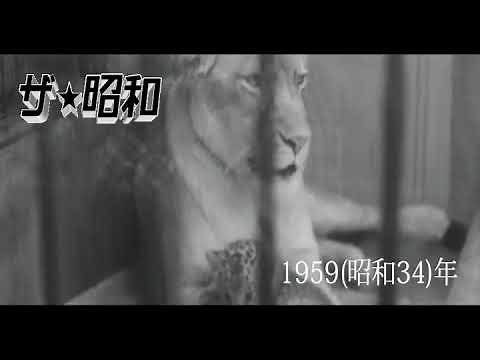 レオポンが誕生 ヒョウとライオンの異種配合（甲子園阪神パーク）