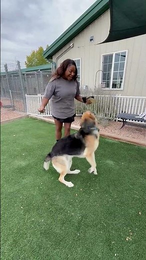Pickles has been reunited with their owner! #pawsitiverecovery #spcai #recoveryjourney #dogvideos