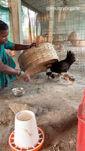 Keeping Chicks Warm and Safe at Night N-12