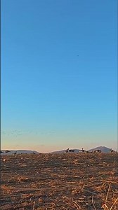 Hunting Birds: The Ultimate Field Tactics REVEALED! #shorts