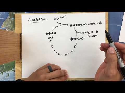 Citric Acid Cycle