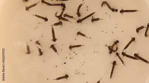 Mosquito larvae, above view. larvae hang upside down from surface of water, developed from eggs. Breathe through siphon tube, fish food. Life cycle of Mosquitoes, gnats, . larva, wigglers. Insects