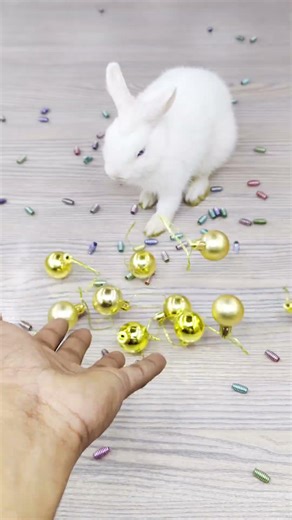 🐇✨ Satisfying 🌈 Reverse Video ASMR 🐰🌹 #satisfyingloop #satisfying #reverse #ytshorts #shorts #asmr