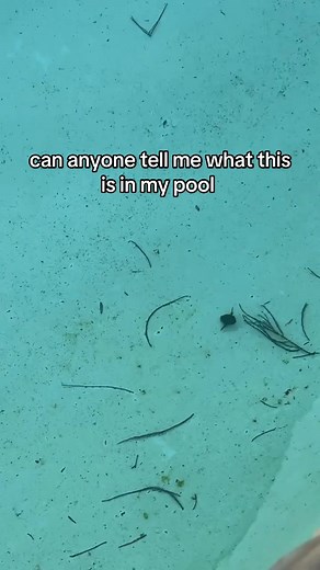 Identifying a Bug in Your Pool: Get Help Here