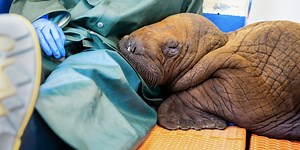 Pacific walrus pup found on North Slope dies while in care of experts
