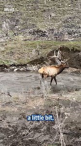 94K views · 1.3K reactions | They saved its life! 凉 | Daily Mail Video | Facebook