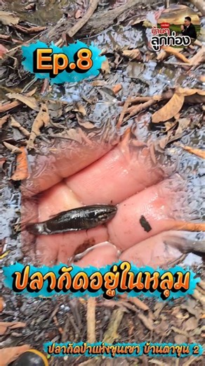 Ep.8 Wild fighting fish in the pits: Fighting fish of the mountains, Ban Ta Khun 2 #RedCheekWildF...