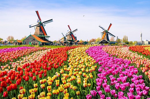 Dé mooiste tulpenvelden & bollenvelden in Nederland 2026