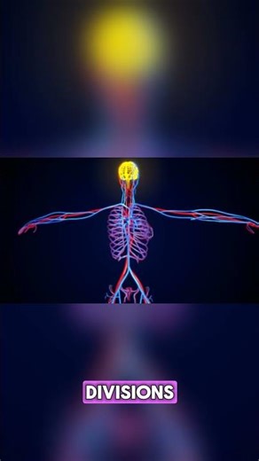 Autonomic Nervous System | Peripheral Nervous System