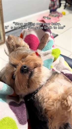 Discover My Adorable Yorkie Dog
