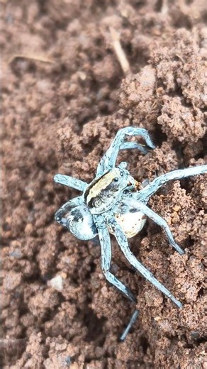 Pregnant Spider #nature #creature #animalshorts #insects