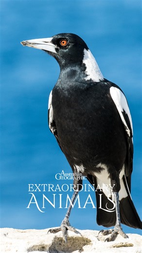 Australian Geographic on Instagram: "Ever wondered how your local magpie got so smart? These cheeky songbirds develop their advanced brainpower through solo and social play. 🧠😛 📺: Australian Geographic Extraordinary Animals streaming for free on SBS On Demand @sbsondemand 🎥 footage from @themagpiewhisperer"