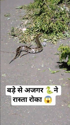 A big indian rock python 🐍 obstructed the road😱