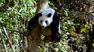 No wonder this panda steps on the thin branches, but never breaks because she is a kung fu panda. (Zhu Ling) #HiPanda #CCRCGP Sweet memories of panda baby and mom, please check out: https://t.hk.uy/bBwP | iPanda