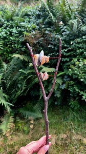 Make a nature instrument 🎵Find a Y shaped stick on your outdoor travels 🌳 Try this and other nature/outdoor inspired instruments from the music download 🌿 Comment ‘music download’ if you need the link or find it on my website 🍃 | Earlyyearsoutdoor