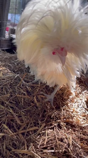 The Chicken Hill (@thechickenhill)’s videos with original sound - The Chicken Hill